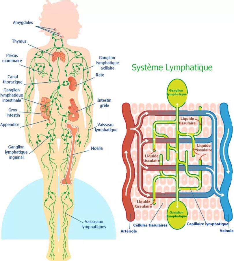 Massage drainage lymphatique efficace